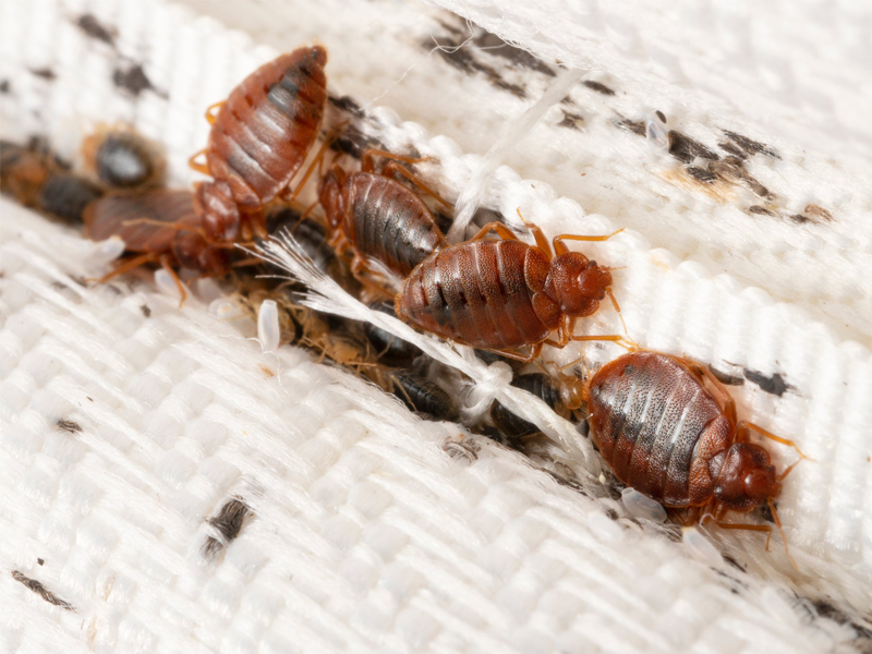 Bed Bogs Treatment