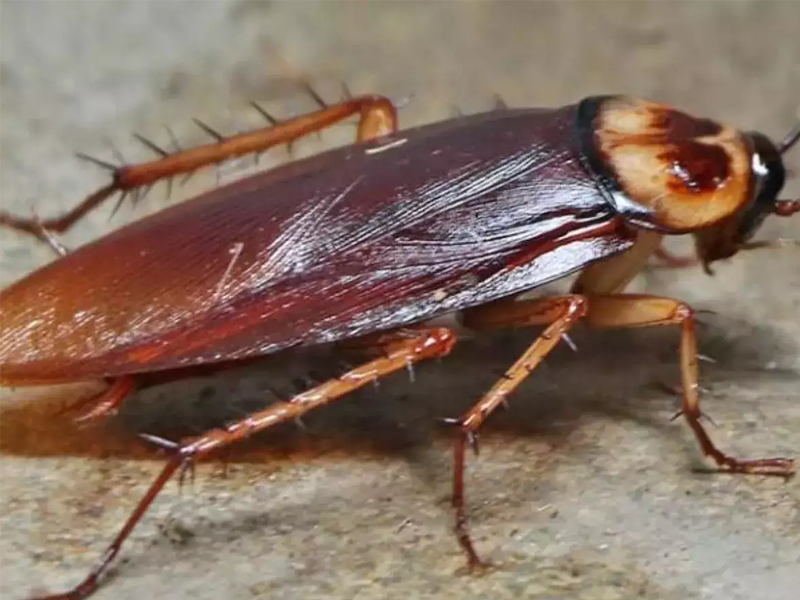 Cockroach Pest Control