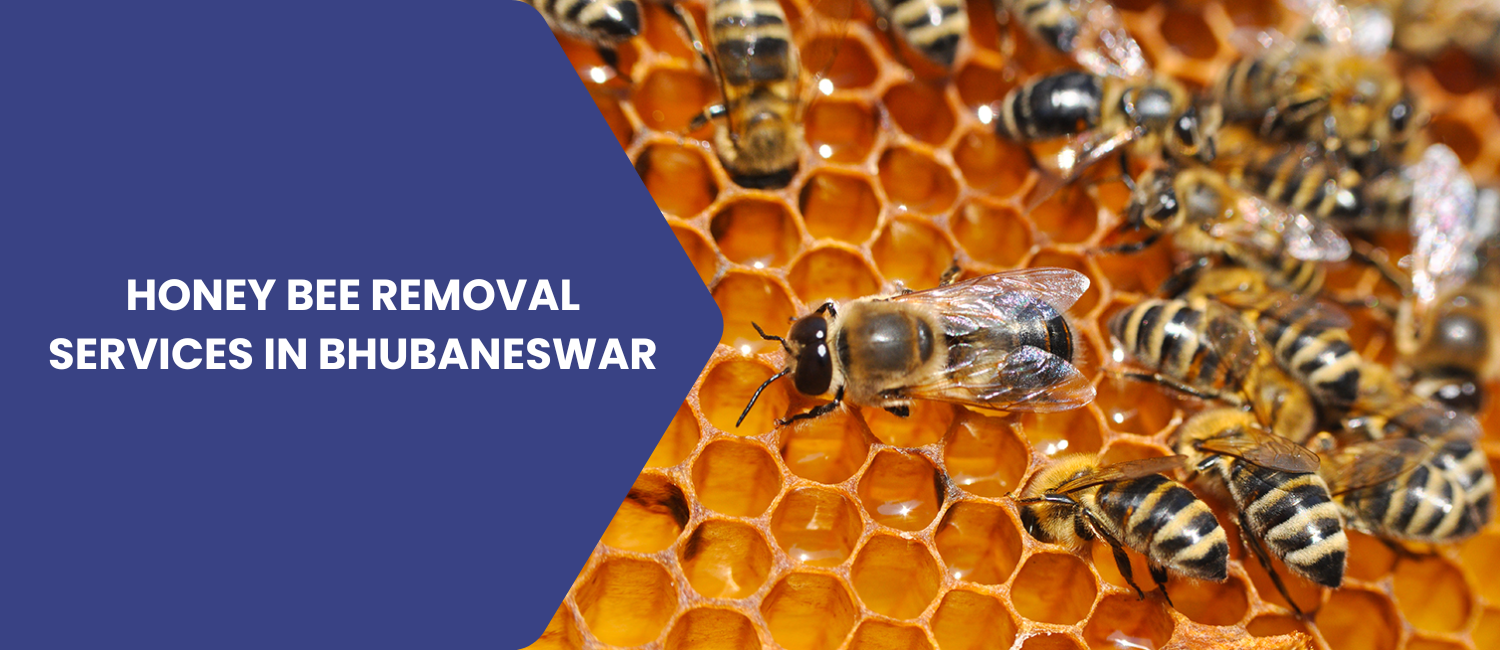 Honey-Bee-Removal-Services-in-Bhubaneswar
