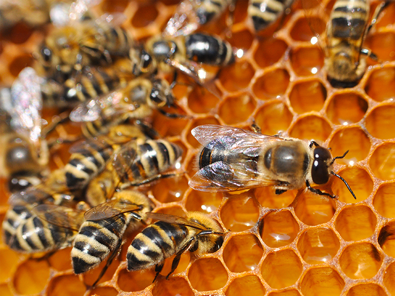 Commercial Pest Control