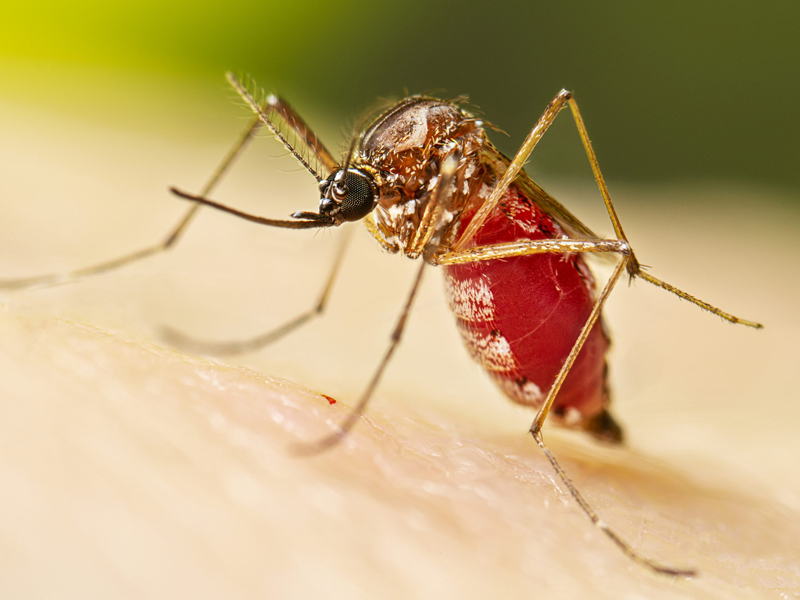 Mosquito Control Services