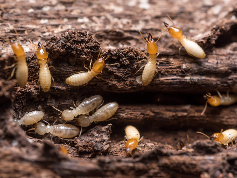 Termite Pest Control