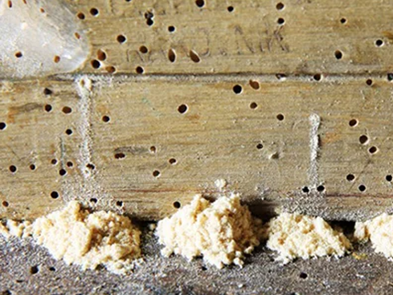 Wood Borer Treatment